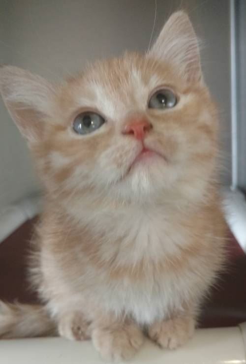 257-16 BUTTERSCOTCH 2